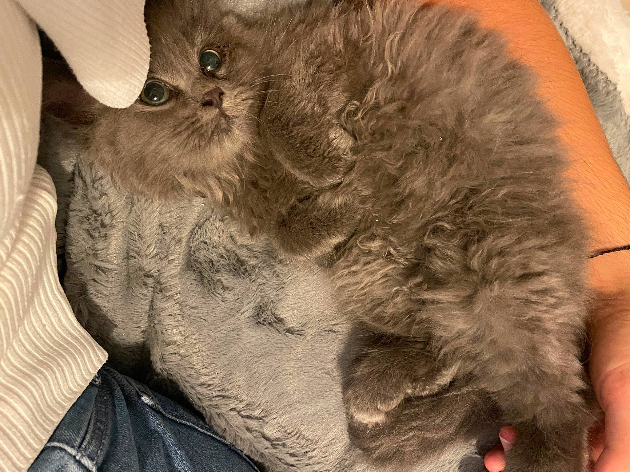 Tao a rejoint le concours — aidez-le/la à gagner de superbes lots ! british_longhair, carnivore, cat, claw, comfort, domestic_short_haired_cat, ear, fawn, felidae, fur, gesture, nap, paw, sleep, small_to_medium_sized_cats, snout, tail, whiskers