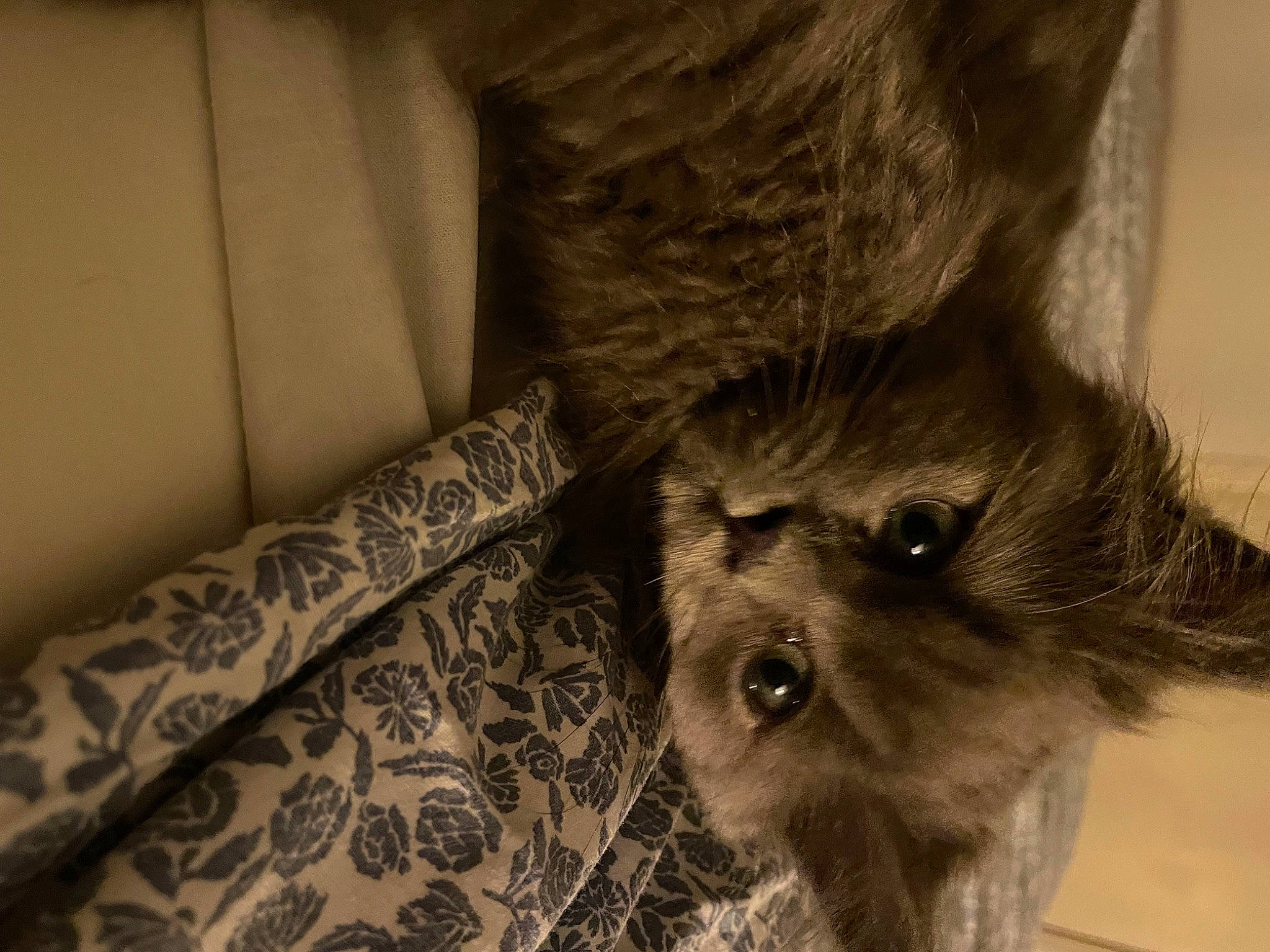 Tao participe au concours pour gagner de l'argent avec cette photo : carnivore, comfort, companion_dog, dog, dog_breed, fawn, felidae, flooring, fur, monochrome_photography, paw, small_to_medium_sized_cats, snout, sporting_group, terrestrial_animal, terrier, toy_dog, whiskers, wood, working_animal