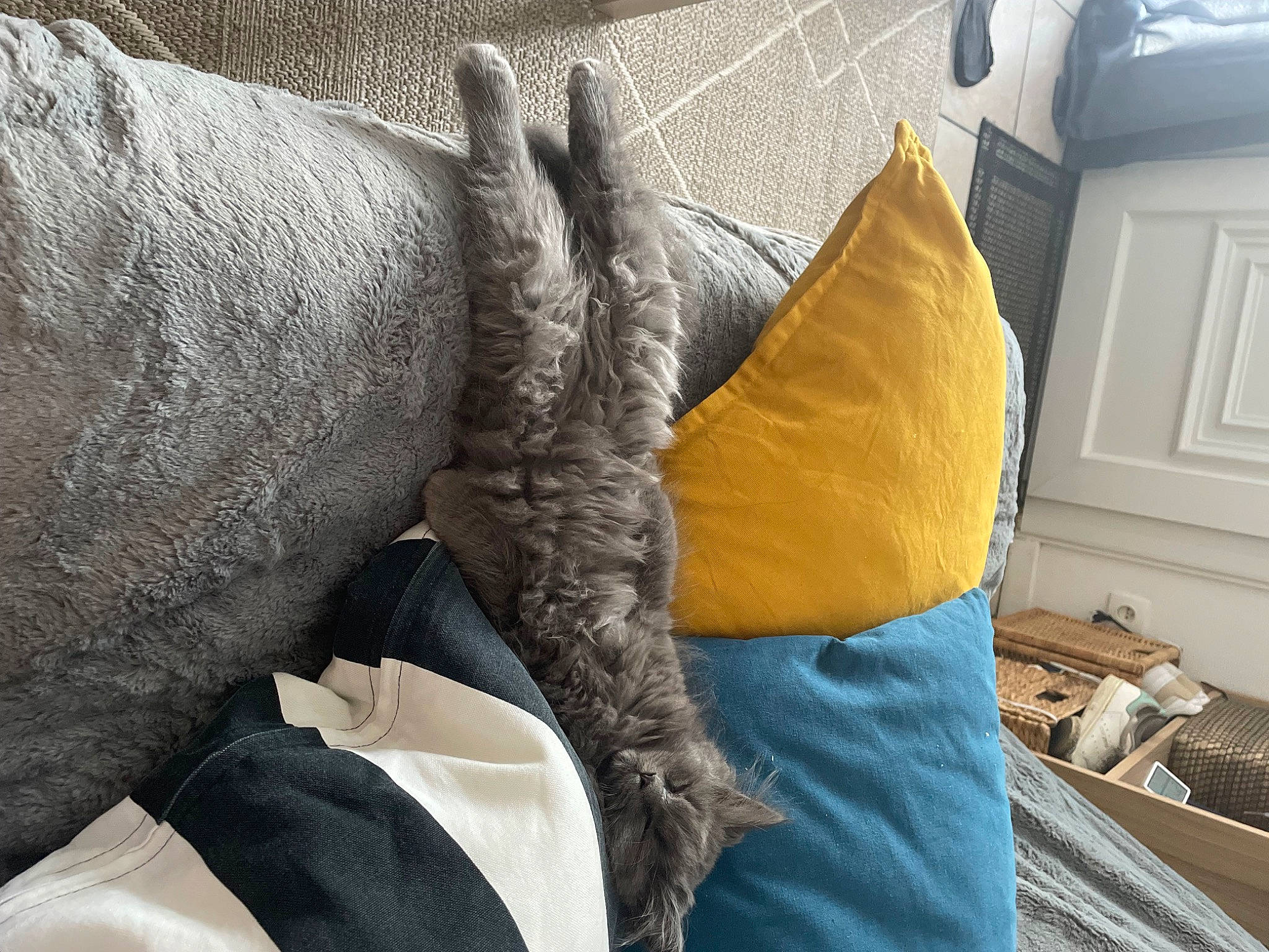 Tao a rejoint le concours — aidez-le/la à gagner de superbes lots ! bed_sheet, bedding, comfort, door, felidae, flooring, fur, grey, house, human_leg, linens, pattern, room, small_to_medium_sized_cats, tail, terrestrial_animal, thread, whiskers, wood, wrinkle