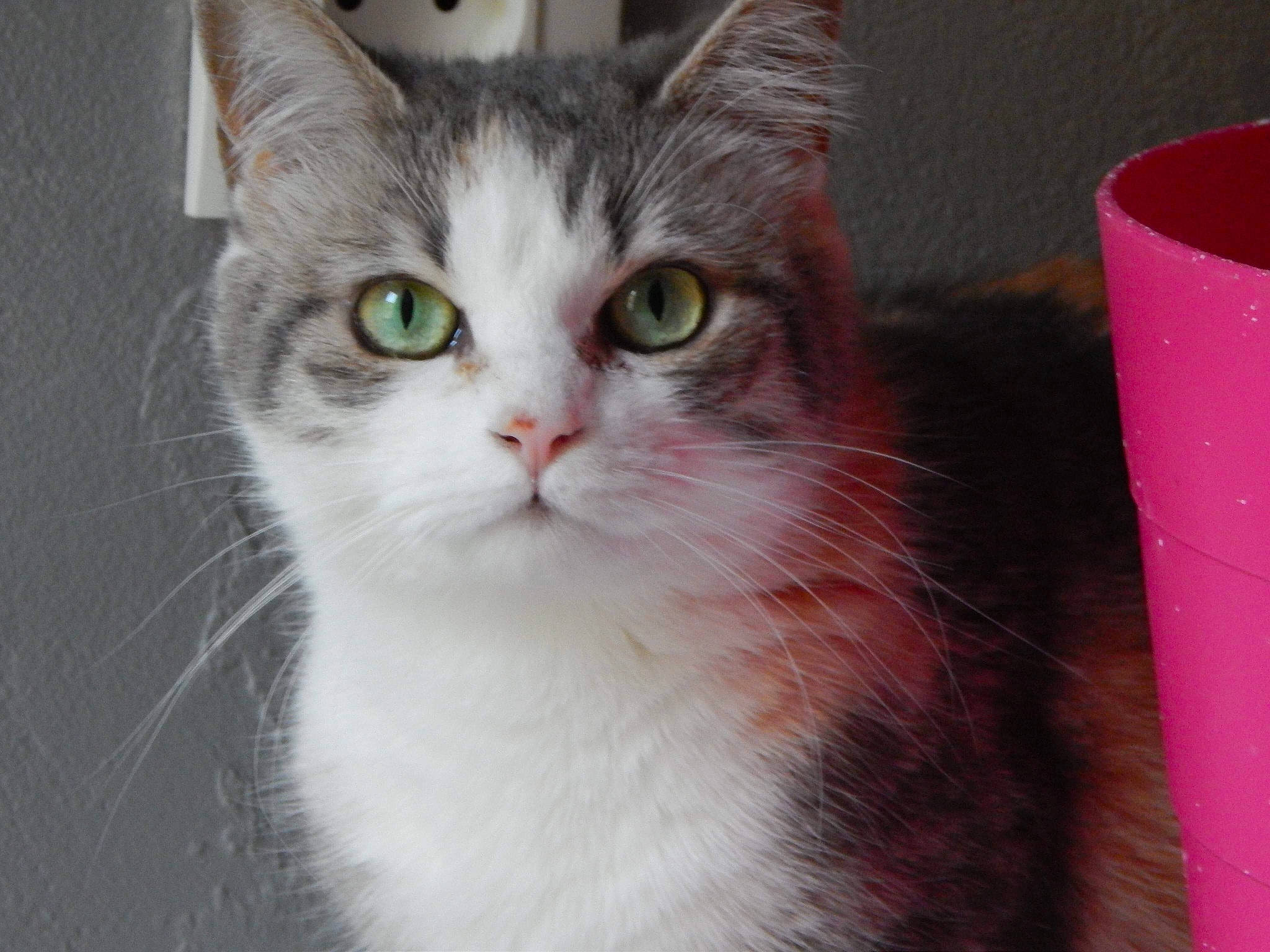 Lexie participe au concours pour gagner de l'argent avec cette photo : carnivore, cat, domestic_short_haired_cat, door, felidae, fur, small_to_medium_sized_cats, snout, whiskers, window