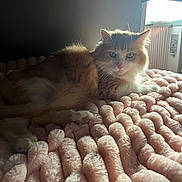 Helios is registered to the contest to win money with this photo: cat, fluffy, pet, animal, indoor, blanket, pink, soft, texture, window, light, cozy, relaxing, feline, fur, resting, cute, domestic, warm, comfort