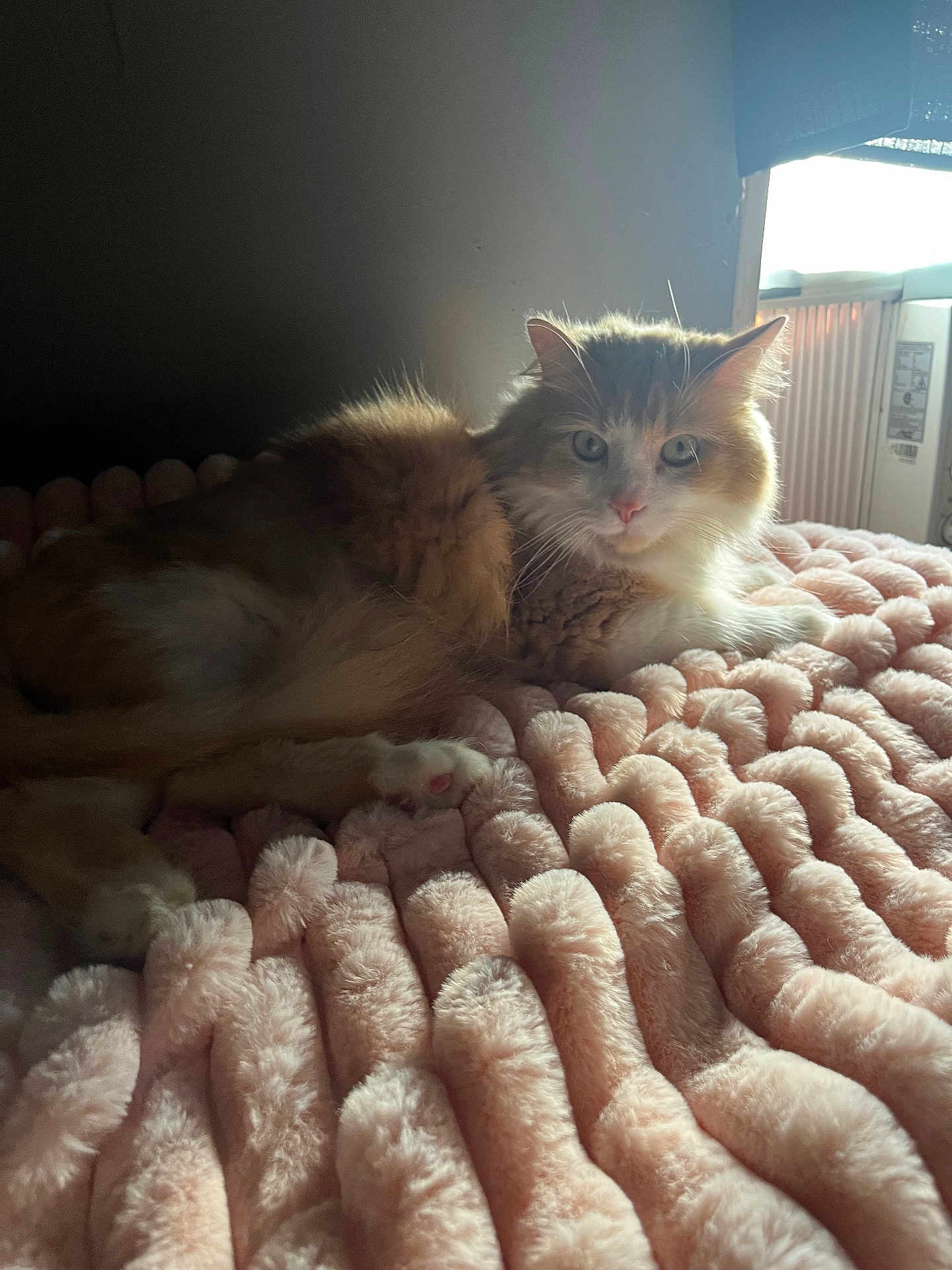 Helios is registered to the contest to win money with this photo: cat, fluffy, pet, animal, indoor, blanket, pink, soft, texture, window, light, cozy, relaxing, feline, fur, resting, cute, domestic, warm, comfort
