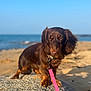 Romy participe au concours pour gagner de l'argent avec cette photo : animal, beach, brown, canine, cute, dachshund, daytime, dog, leash, long_hair, nature, outdoor, pet, pink_leash, portrait, rock, sand, sea, sky, sunlight