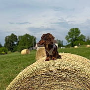Romy a rejoint le concours — aidez-le/la à gagner de superbes lots ! animal, brown_dog, clouds, dachshund, daytime, dog, farm, field, grass, greenery, harness, hay_bale, nature, outdoor, pet, rural, sky, summer, sunlight, tree