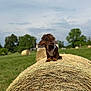 animal, brown_dog, clouds, dachshund, daytime, dog, farm, field, grass, greenery, harness, hay_bale, nature, outdoor, pet, rural, sky, summer, sunlight, tree