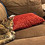 brown_upholstery, cat, close_up, couch, cozy, curled_up, fur, home, indoor, living_room, pet, pillow, red_pillow, relaxing, resting, sleepy, sofa, striped_fur, tabby_cat, whiskers