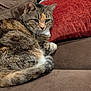 Jinx is registered to the contest to win money with this photo: brown_upholstery, cable, cat, close_up, couch, cozy, ears, fur, indoor, looking_at_camera, pet, pet_hair, portrait, red_pillow, relaxed, resting, sofa, tabby_cat, tail, whiskers