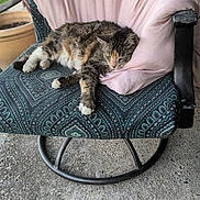 Jinx joined the competition — help win amazing prizes! cat, chair, concrete, cushion, feline, fur, home, metal, nose, outdoor, patterned, paw, pet, pink, pot, relaxing, resting, sleeping, tabby, whiskers