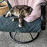 cat, chair, concrete, cushion, feline, fur, home, metal, nose, outdoor, patterned, paw, pet, pink, pot, relaxing, resting, sleeping, tabby, whiskers