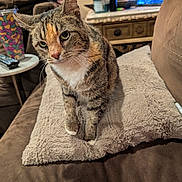 Jinx is registered to the contest to win money with this photo: cat, tabby_cat, pet, indoor, couch, blanket, furniture, green_eyes, whiskers, fur, animal, mammal, domestic_animal, curious, sitting, cozy, living_room, table, cup, remote_control