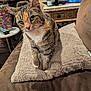 cat, tabby_cat, pet, indoor, couch, blanket, furniture, green_eyes, whiskers, fur, animal, mammal, domestic_animal, curious, sitting, cozy, living_room, table, cup, remote_control