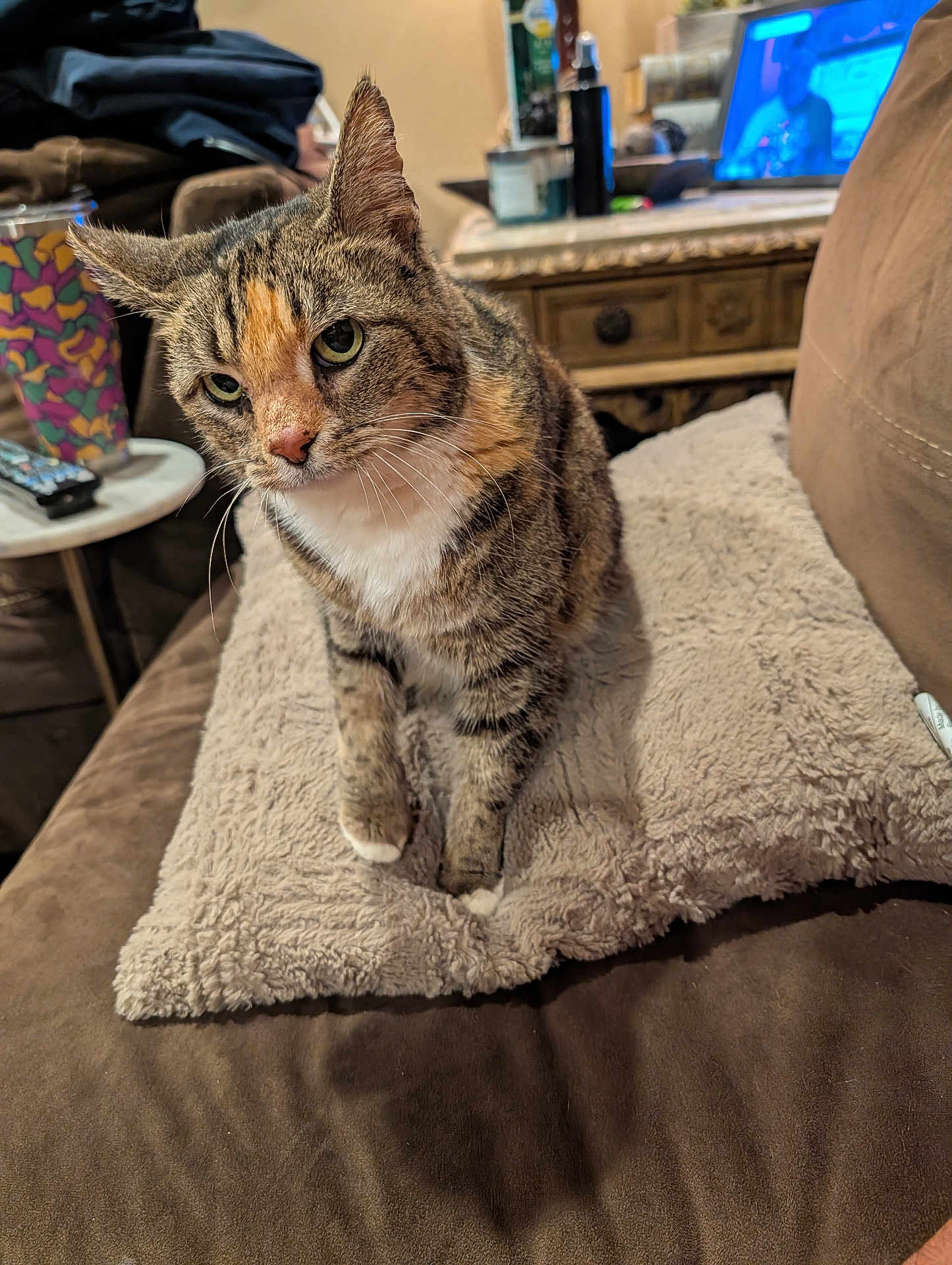 Jinx is registered to the contest to win money with this photo: cat, tabby_cat, pet, indoor, couch, blanket, furniture, green_eyes, whiskers, fur, animal, mammal, domestic_animal, curious, sitting, cozy, living_room, table, cup, remote_control