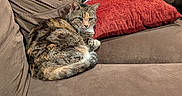 Jinx joined the competition — help win amazing prizes! brown_couch, cat, couch, curled_up, domestic_animal, feline, fur, indoor, looking_at_camera, pet, pillow, power_cable, power_strip, red_pillow, remote_control, resting, sofa, tabby_cat, upholstery, whiskers