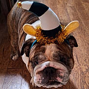 Tank is registered to the contest to win money with this photo: animal, brown, bulldog, closeup, costume, cute, dog, expression, face, festive, hat, indoor, jester_hat, pet, pet_costume, portrait, standing, tinsel, white, wood_floor