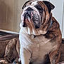 Tank is registered to the contest to win money with this photo: animal, brown, bulldog, canine, closeup, companion, cozy, cute, dog, dog_bed, domestic, furry, indoor, pet, portrait, relaxed, seated, side_view, white, wrinkles