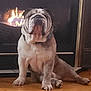 animal, bulldog, canine, companion, cozy, dog, domestic, face, fireplace, fur, home, indoor, mammal, paw, pet, relaxing, sitting, snout, warm, wood_floor