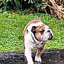 Tank is registered to the contest to win money with this photo: animal, bulldog, canine, close_up, collar, daylight, determined, dog, fur, garden, grass, greenery, leafy, mammal, nature, outdoor, pet, side_view, walking, wet_pavement