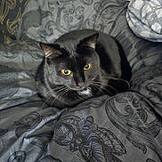 Salem joined the competition — help win amazing prizes! black_cat, cat, bed, bedding, blanket, butterfly_pattern, cozy, domestic_cat, feline, fur, indoor, laying_down, patterned_bedspread, pet, resting, sheet, whiskers, yellow_eyes, animal, comfort