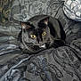 black_cat, cat, bed, bedding, blanket, butterfly_pattern, cozy, domestic_cat, feline, fur, indoor, laying_down, patterned_bedspread, pet, resting, sheet, whiskers, yellow_eyes, animal, comfort