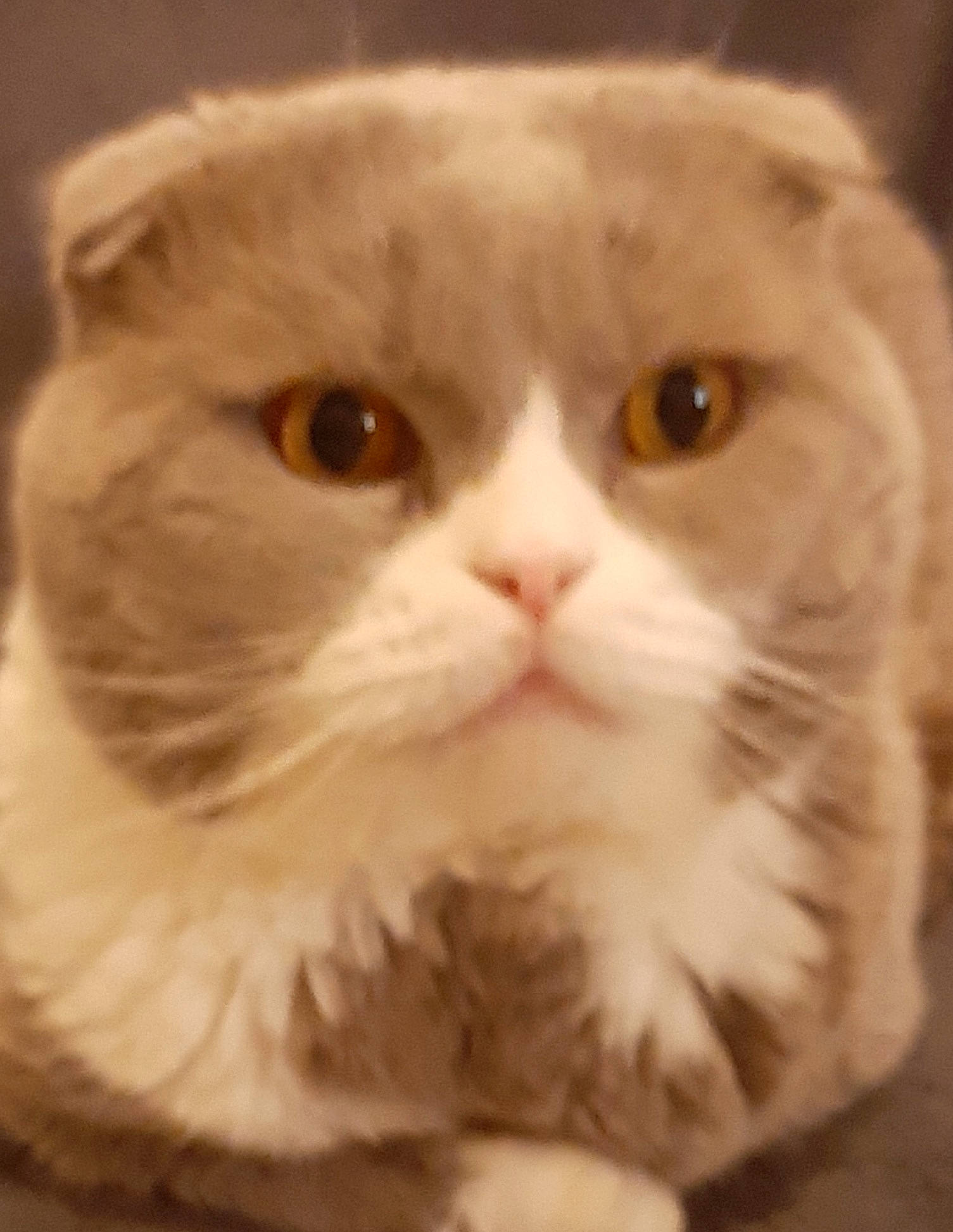 Houba participe au concours pour gagner de l'argent avec cette photo : carnivore, cat, fawn, felidae, fur, iris, small_to_medium_sized_cats, snout, terrestrial_animal, whiskers, working_animal