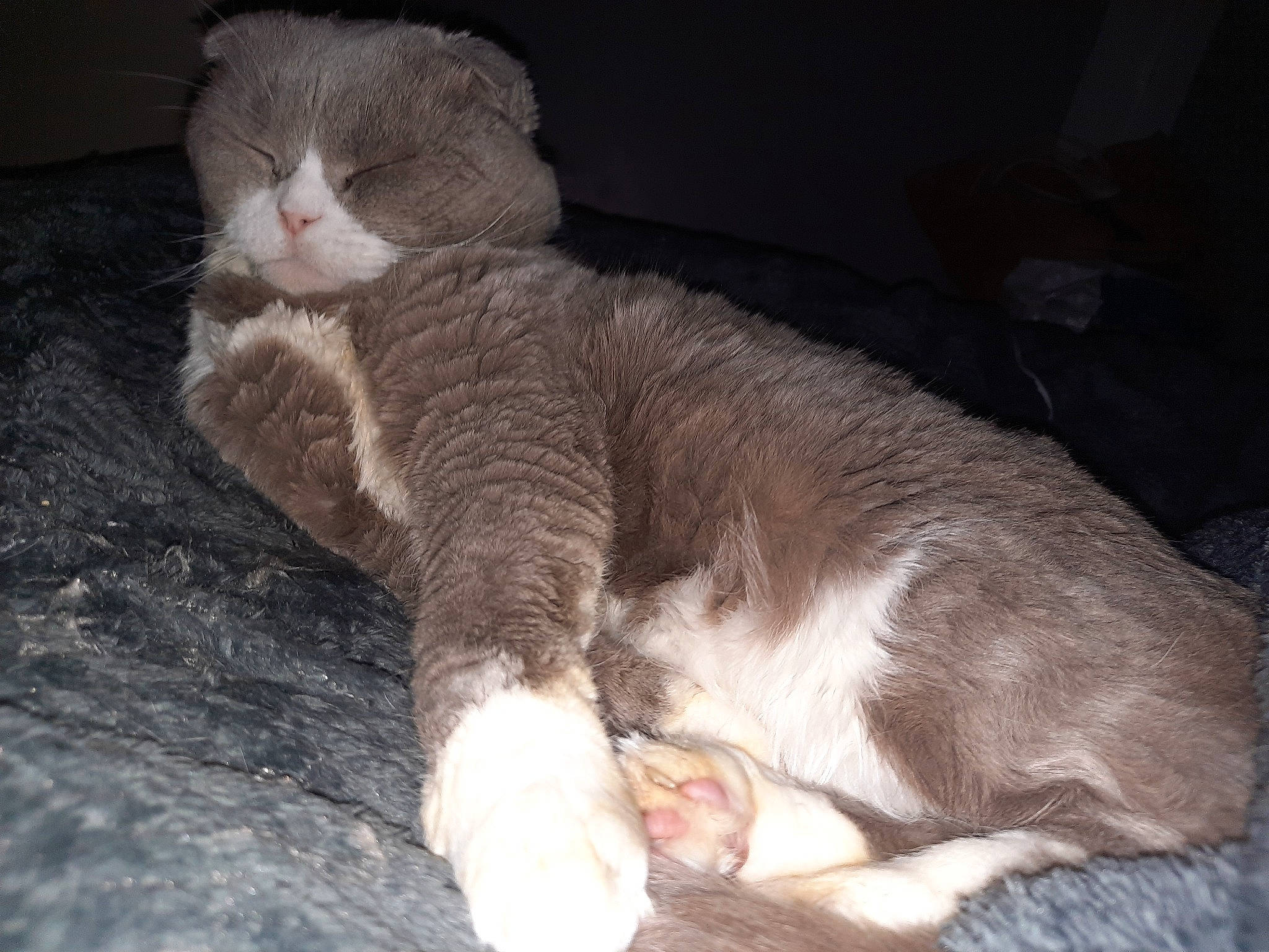 Houba participe au concours pour gagner de l'argent avec cette photo : carnivore, cat, cat_supply, claw, comfort, domestic_short_haired_cat, ear, fawn, felidae, fur, nap, paw, small_to_medium_sized_cats, snout, tail, terrestrial_animal, whiskers