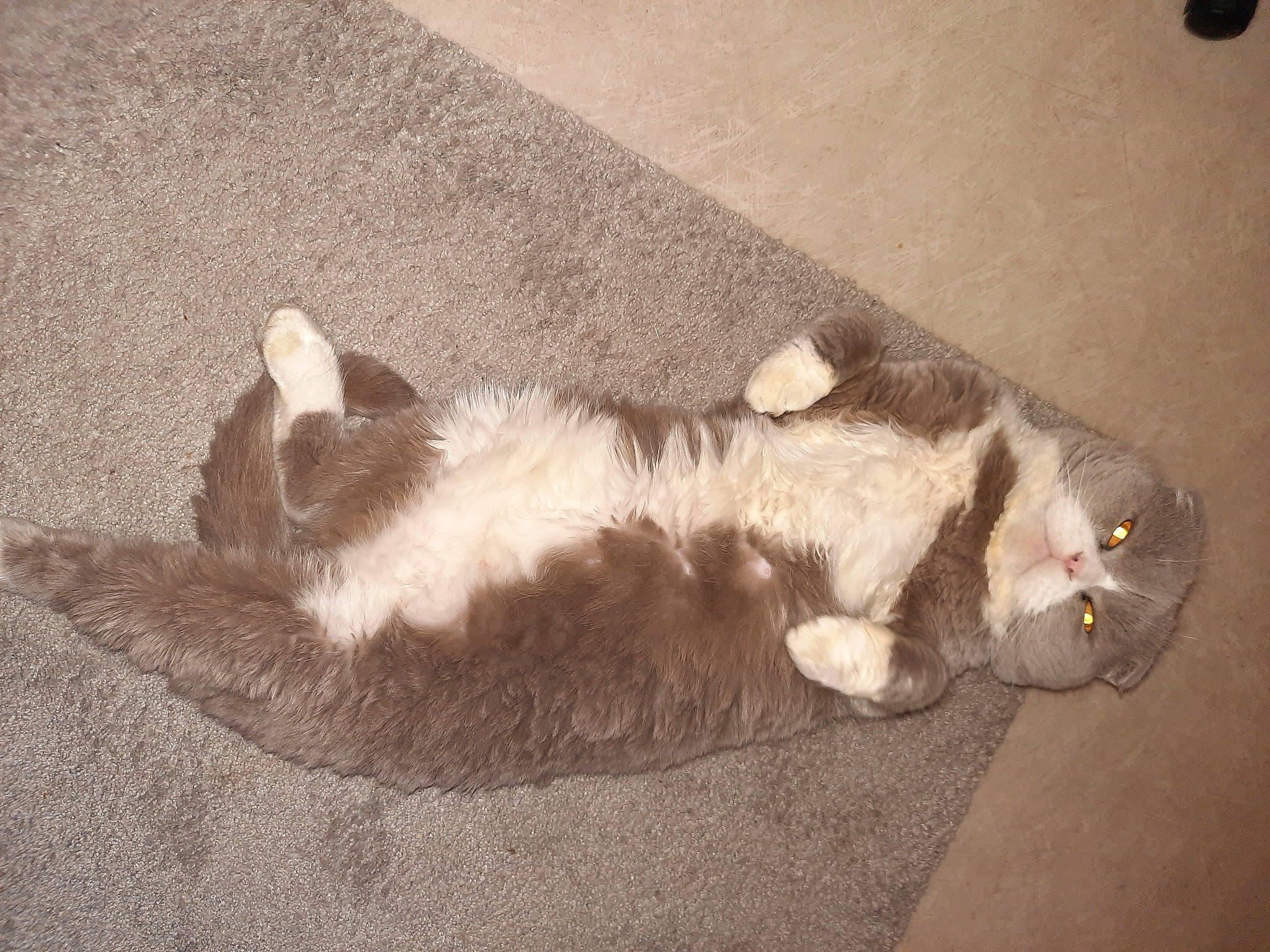 Houba participe au concours pour gagner de l'argent avec cette photo : brown, carnivore, cat, claw, comfort, dog_breed, domestic_short_haired_cat, felidae, flooring, foot, fur, grey, hardwood, paw, small_to_medium_sized_cats, tail, terrestrial_animal, whiskers, wood