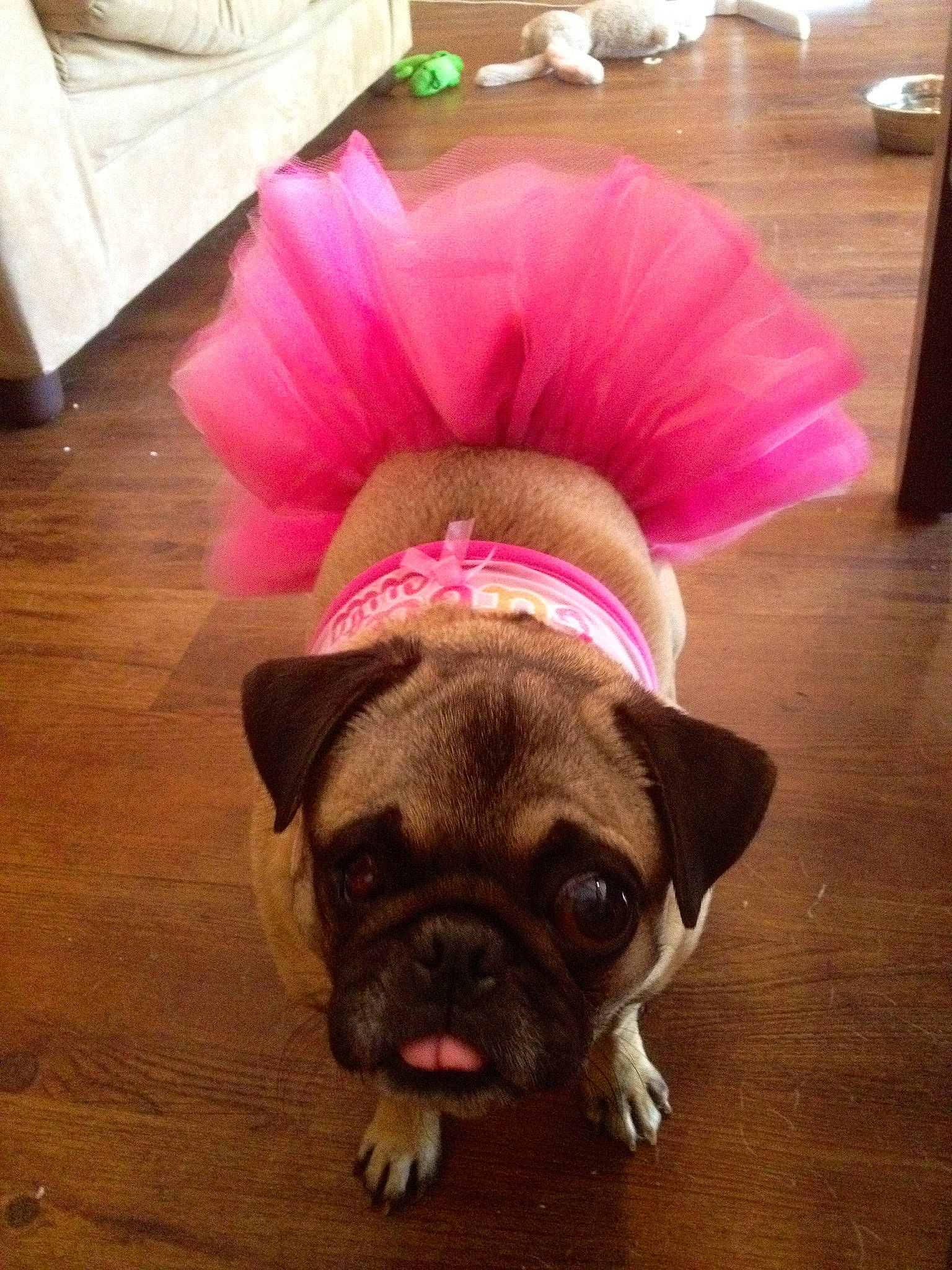 Bri is registered to the contest to win money with this photo: canidae, carnivore, companion_dog, dog, dog_breed, fawn, french_bulldog, mammal, non_sporting_group, old_english_bulldog, pink, pug, puggle, puppy, puppy_love, snout, toy_bulldog, toy_dog