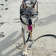 Ayrton participe au concours pour gagner de l'argent avec cette photo : dog, canine, sand, beach, walking, leash, outdoor, animal, tongue_out, fur, paw, pet, muzzle, wild_look, close_up, nature, sunlight, walking_towards_camera, shadow, focused
