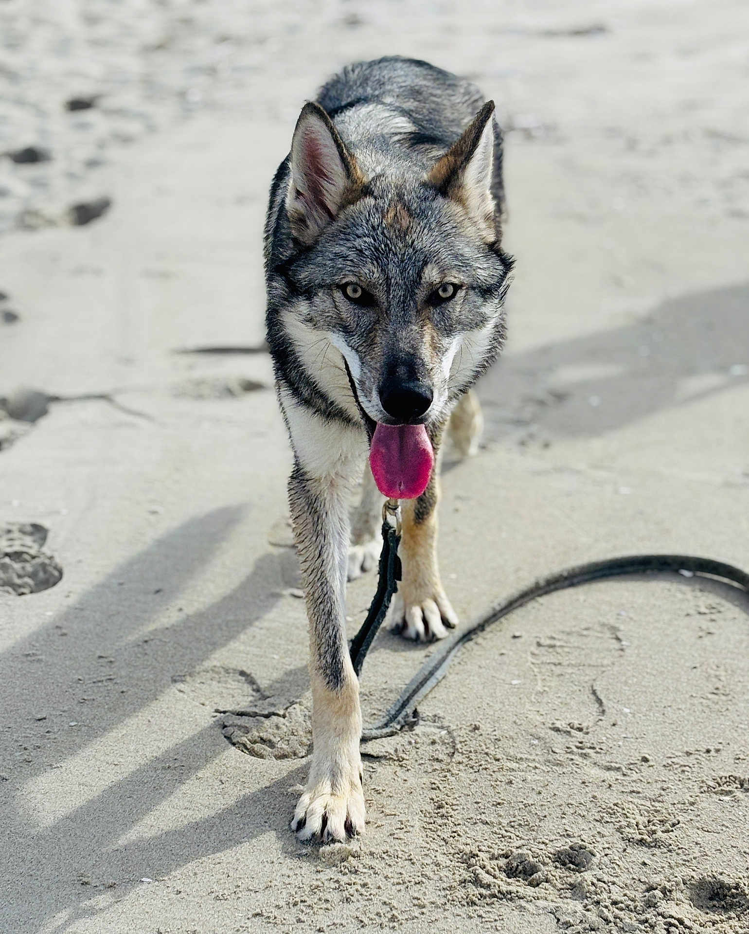 Ayrton participe au concours pour gagner de l'argent avec cette photo : dog, canine, sand, beach, walking, leash, outdoor, animal, tongue_out, fur, paw, pet, muzzle, wild_look, close_up, nature, sunlight, walking_towards_camera, shadow, focused
