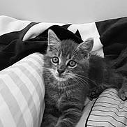 Grisou participe au concours pour gagner de l'argent avec cette photo : kitten, cat, pet, animal, feline, bed, blanket, striped, pattern, black_and_white, cute, young, fur, whiskers, ears, relaxed, indoors, comfort, closeup, portrait