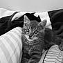 kitten, cat, pet, animal, feline, bed, blanket, striped, pattern, black_and_white, cute, young, fur, whiskers, ears, relaxed, indoors, comfort, closeup, portrait