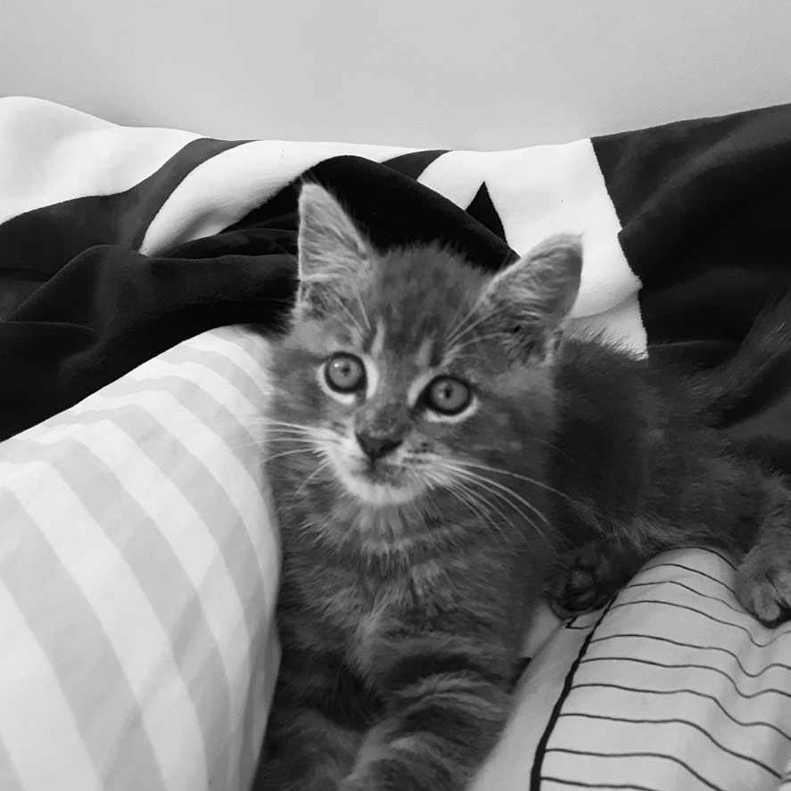 Grisou participe au concours pour gagner de l'argent avec cette photo : animal, bed, black_and_white, blanket, cat, closeup, comfort, cute, ears, feline, fur, indoors, kitten, pattern, pet, portrait, relaxed, striped, whiskers, young