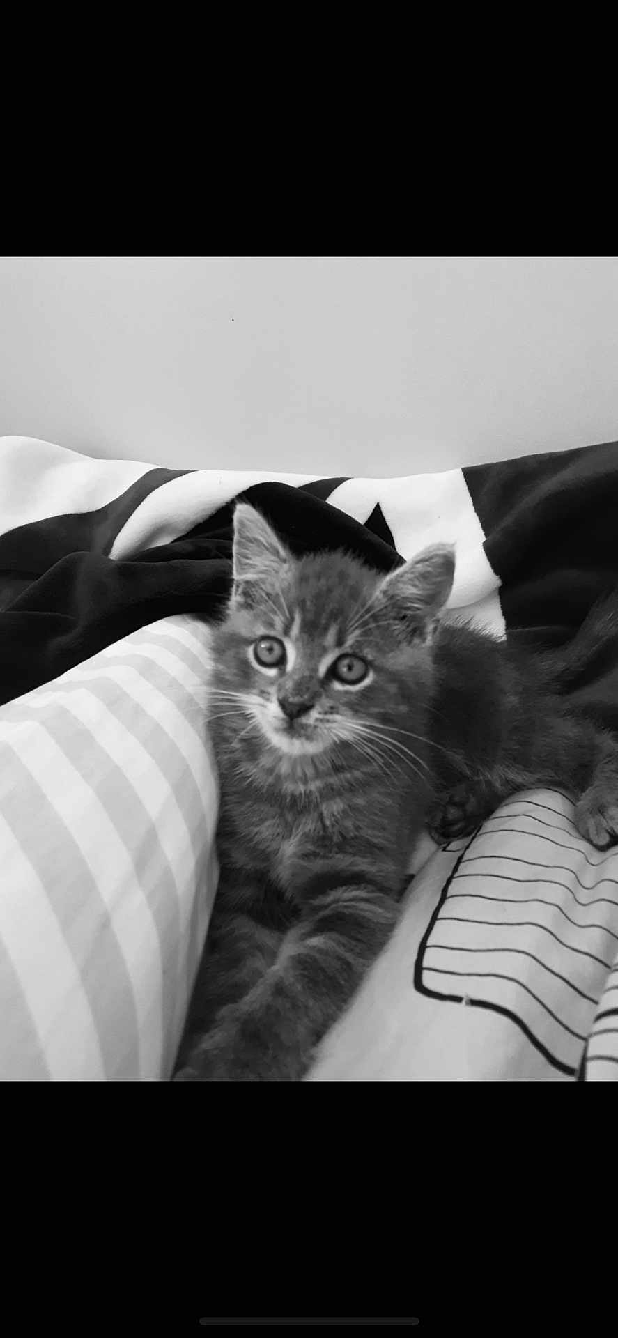 Grisou participe au concours pour gagner de l'argent avec cette photo : kitten, cat, pet, animal, feline, bed, blanket, striped, pattern, black_and_white, cute, young, fur, whiskers, ears, relaxed, indoors, comfort, closeup, portrait