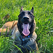 Atom participe au concours pour gagner de l'argent avec cette photo : dog, grass, outdoor, pet, playing, tongue_out, ball, sunny, field, greenery, collar, happy, canine, nature, animal, summer, leisure, muzzle, ears, resting