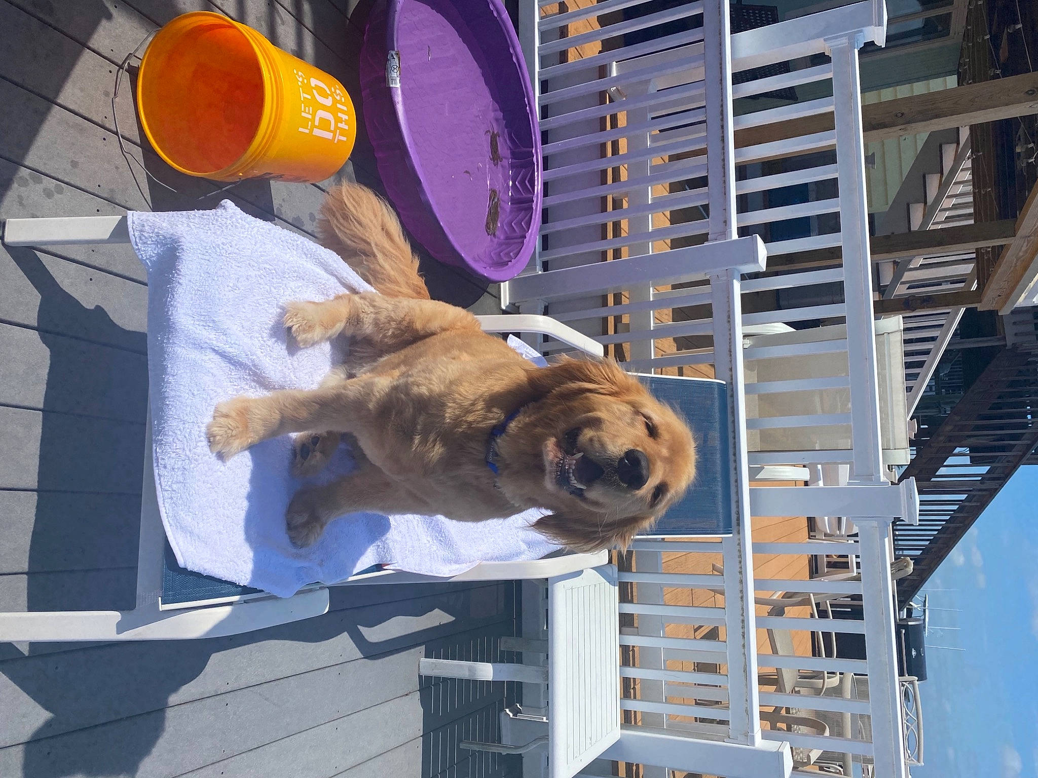 Oscar joined the competition — help win amazing prizes! canidae, carnivore, collar, companion_dog, dog, dog_breed, dog_supply, fawn, guard_dog, orange_drink, orange_juice, snout, sporting_group, working_dog