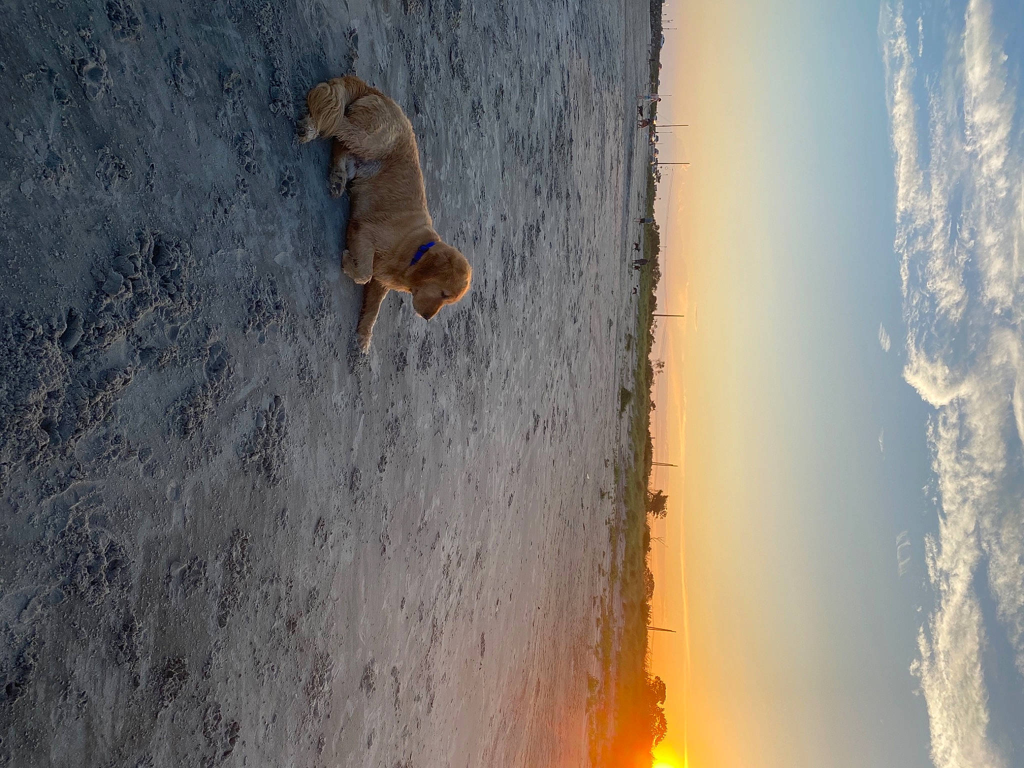 Oscar is registered to the contest to win money with this photo: amber, astronomical_object, atmosphere, beach, canidae, carnivore, coast, dog, dog_breed, dusk, evening, fawn, horizon, shore, sporting_group, sunlight, sunrise, sunset, wave, wind_wave