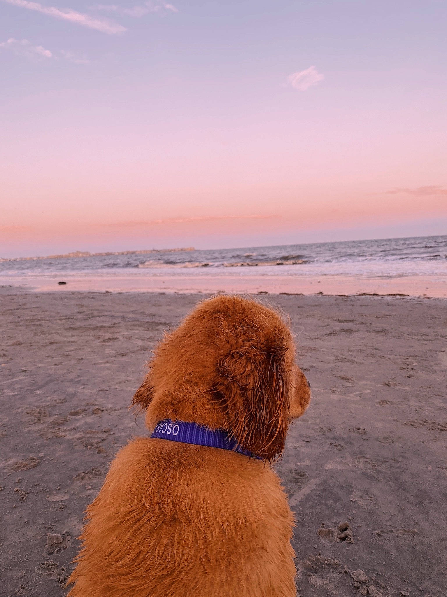 Oscar is registered to the contest to win money with this photo: beach, body_of_water, carnivore, coast, coastal_and_oceanic_landforms, collar, dog, dog_breed, dusk, evening, fluid, horizon, liver, mammal, ocean, sand, sea, shore, sporting_group, sunset