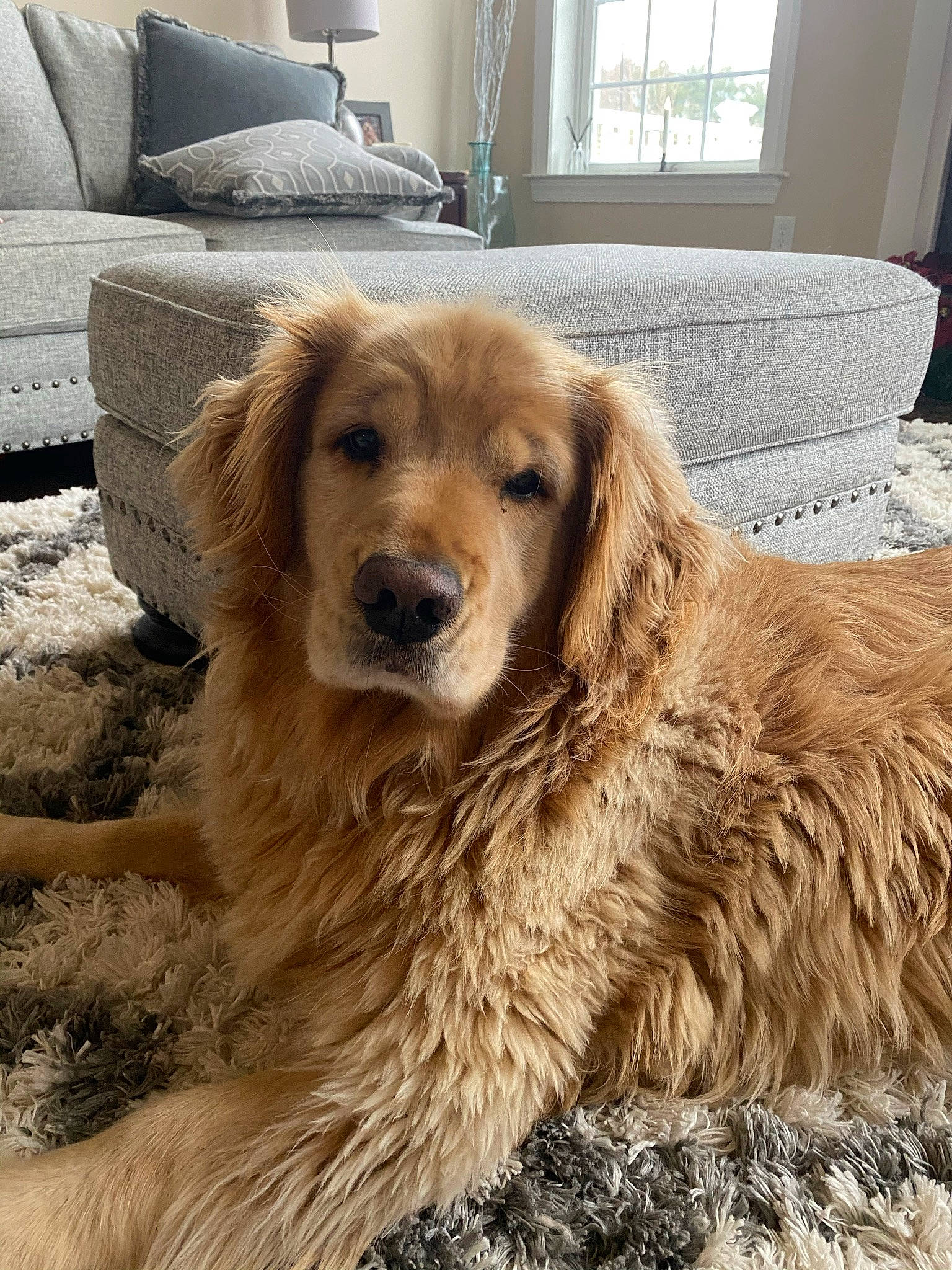 Oscar is registered to the contest to win money with this photo: beige, brown, carnivore, couch, dog, dog_breed, fawn, fur, grey, home, interior_design, iris, lamp, liver, living_room, mammal, snout, sporting_group, vertebrate, working_animal