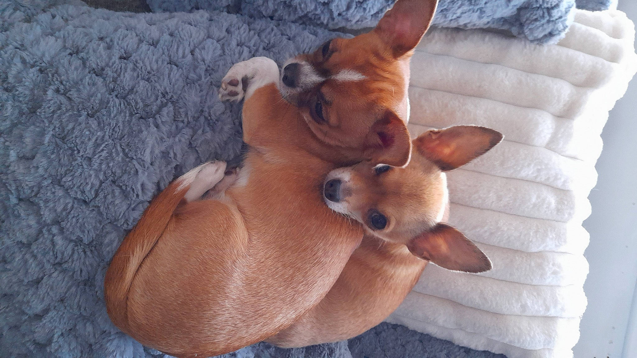 Chanelle And Princess