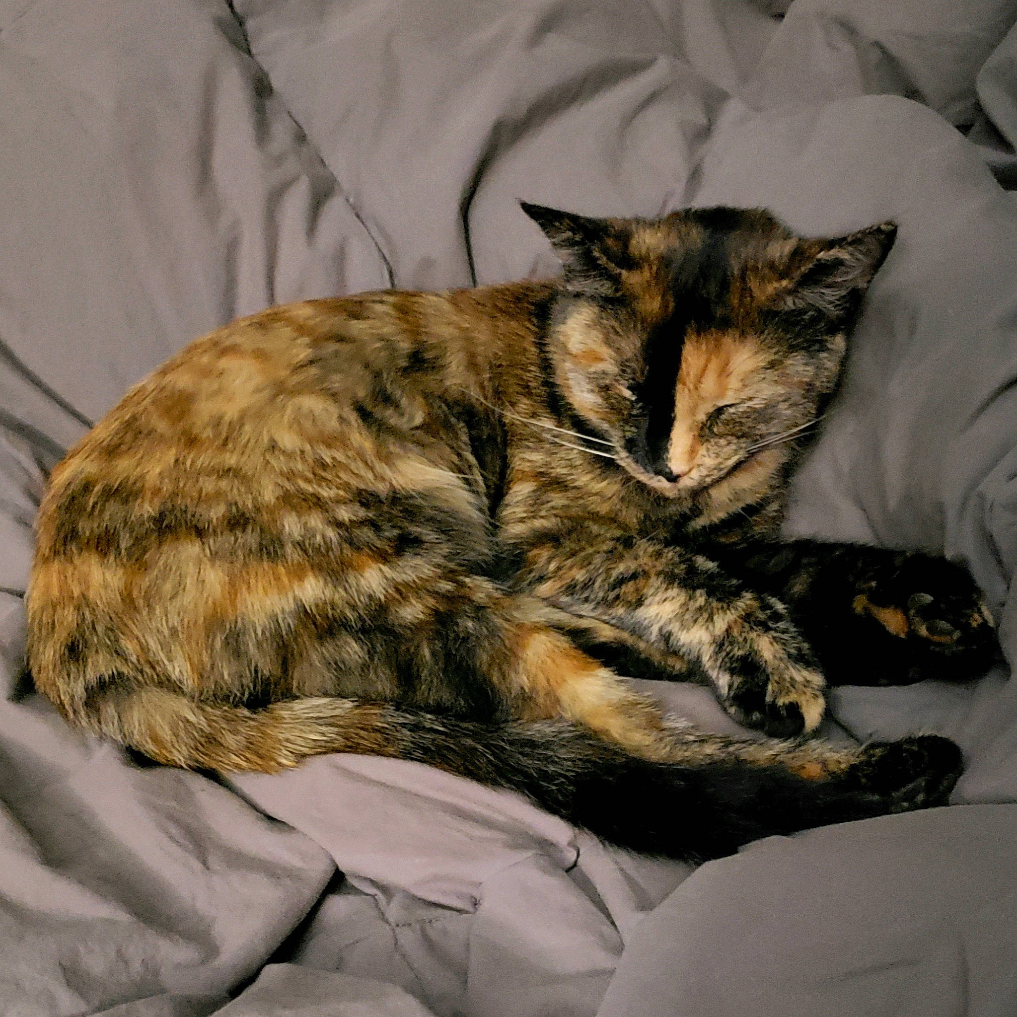 Phantom is registered to the contest to win money with this photo: bed, carnivore, cat, claw, comfort, domestic_short_haired_cat, felidae, fur, linens, nap, paw, small_to_medium_sized_cats, tail, terrestrial_animal, whiskers