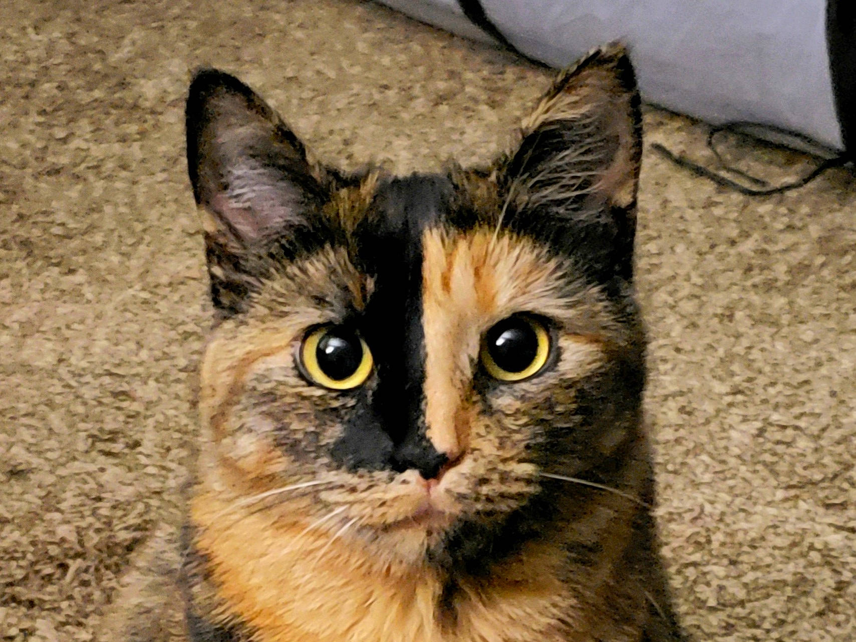 Phantom joined the competition — help win amazing prizes! carnivore, cat, domestic_short_haired_cat, fawn, felidae, fur, small_to_medium_sized_cats, snout, terrestrial_animal, whiskers, wildlife, window