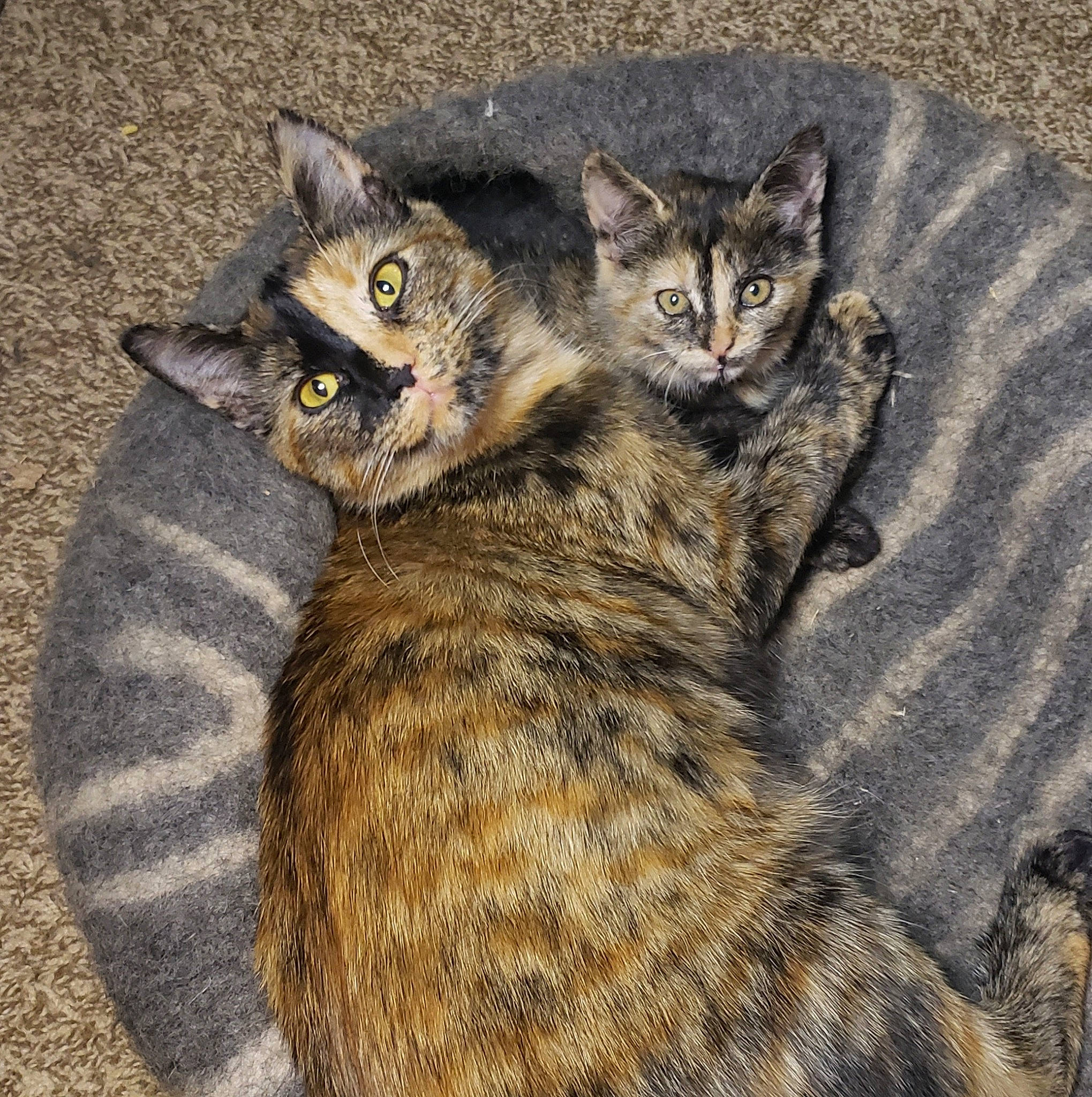 Phantom is registered to the contest to win money with this photo: carnivore, cat, domestic_short_haired_cat, felidae, fur, paw, small_to_medium_sized_cats, snout, tail, terrestrial_animal, whiskers, wildlife