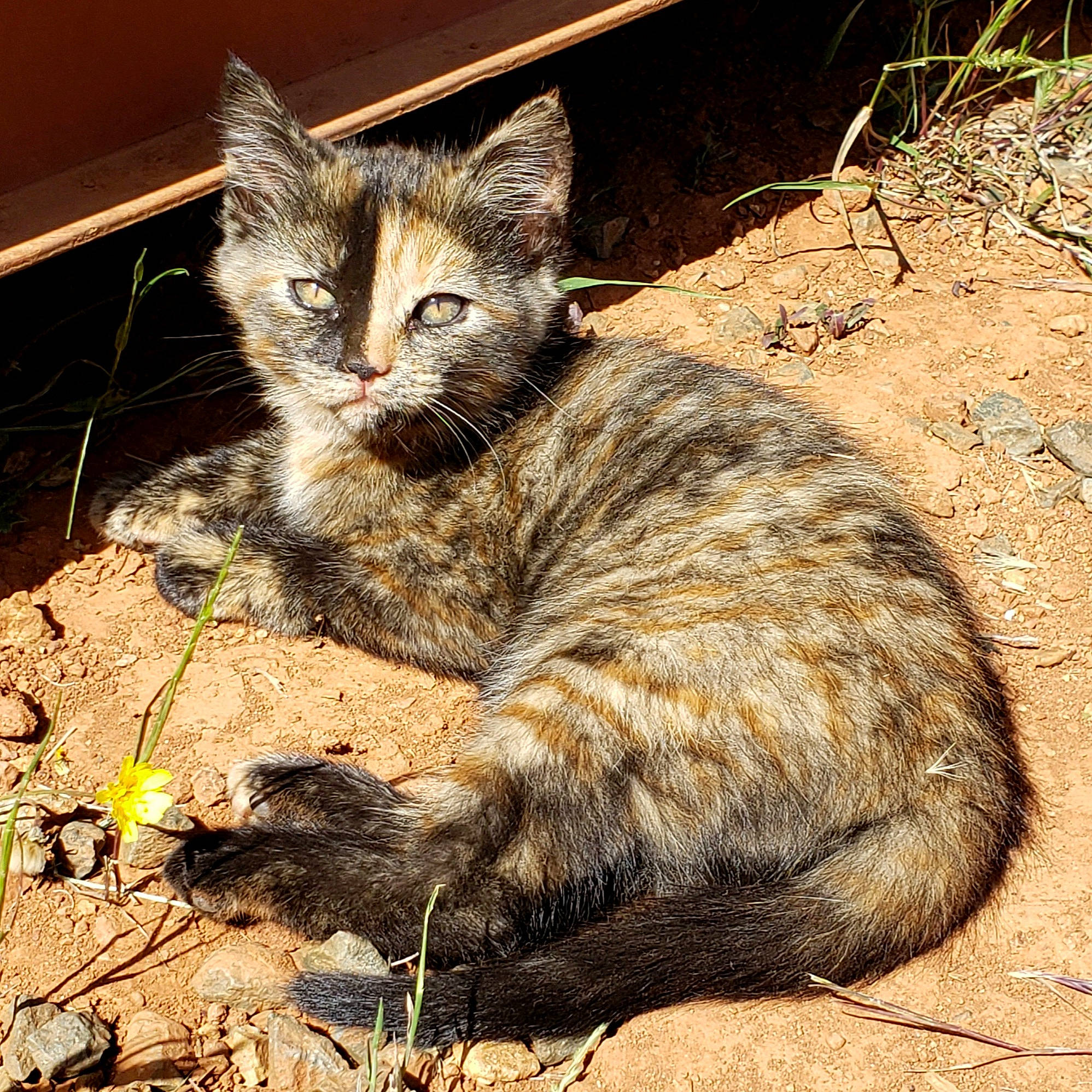 Phantom joined the competition — help win amazing prizes! carnivore, cat, claw, domestic_short_haired_cat, fawn, felidae, fur, grass, organism, paw, photo_caption, small_to_medium_sized_cats, snout, soil, tail, terrestrial_animal, whiskers, wildlife