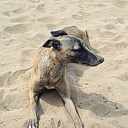 Whitney a rejoint le concours — aidez-le/la à gagner de superbes lots ! animal, beach, brown, calm, canine, daytime, dog, ears, fur, lying_down, muzzle, nature, outdoor, paws, pet, quiet, relaxed, sand, side_view, sunlight