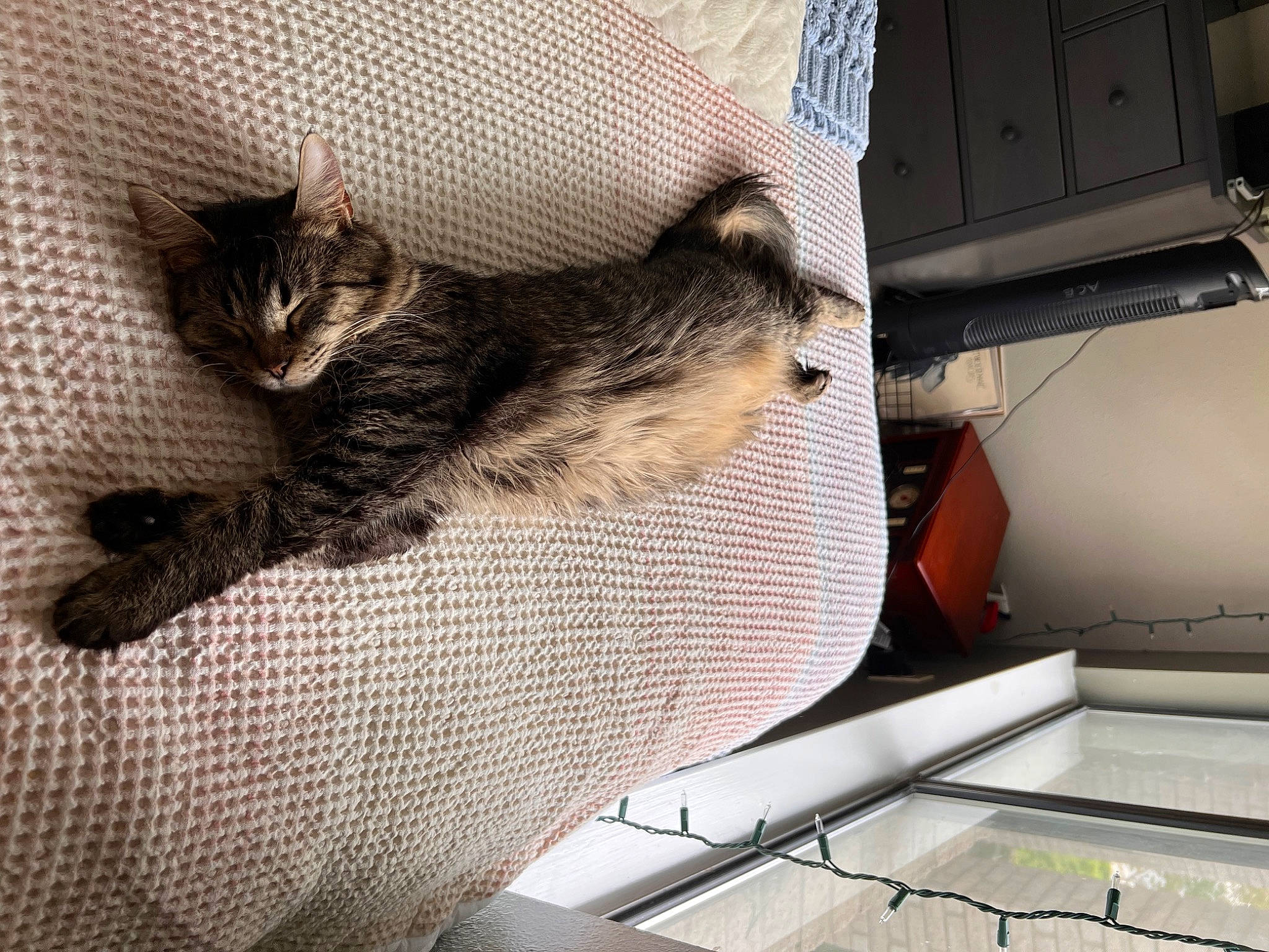 August is registered to the contest to win money with this photo: box, cardboard, carnivore, cat, claw, comfort, computer_keyboard, domestic_short_haired_cat, felidae, fur, grey, human_leg, metal, output_device, paw, small_to_medium_sized_cats, snout, tail, whiskers, window