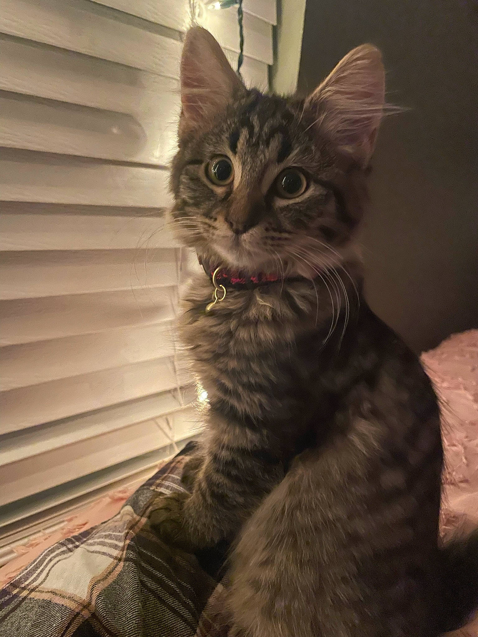 August joined the competition — help win amazing prizes! carnivore, cat, claw, darkness, domestic_short_haired_cat, felidae, fur, monochrome, monochrome_photography, paw, sitting, small_to_medium_sized_cats, snout, tail, terrestrial_animal, tints_and_shades, whiskers, window