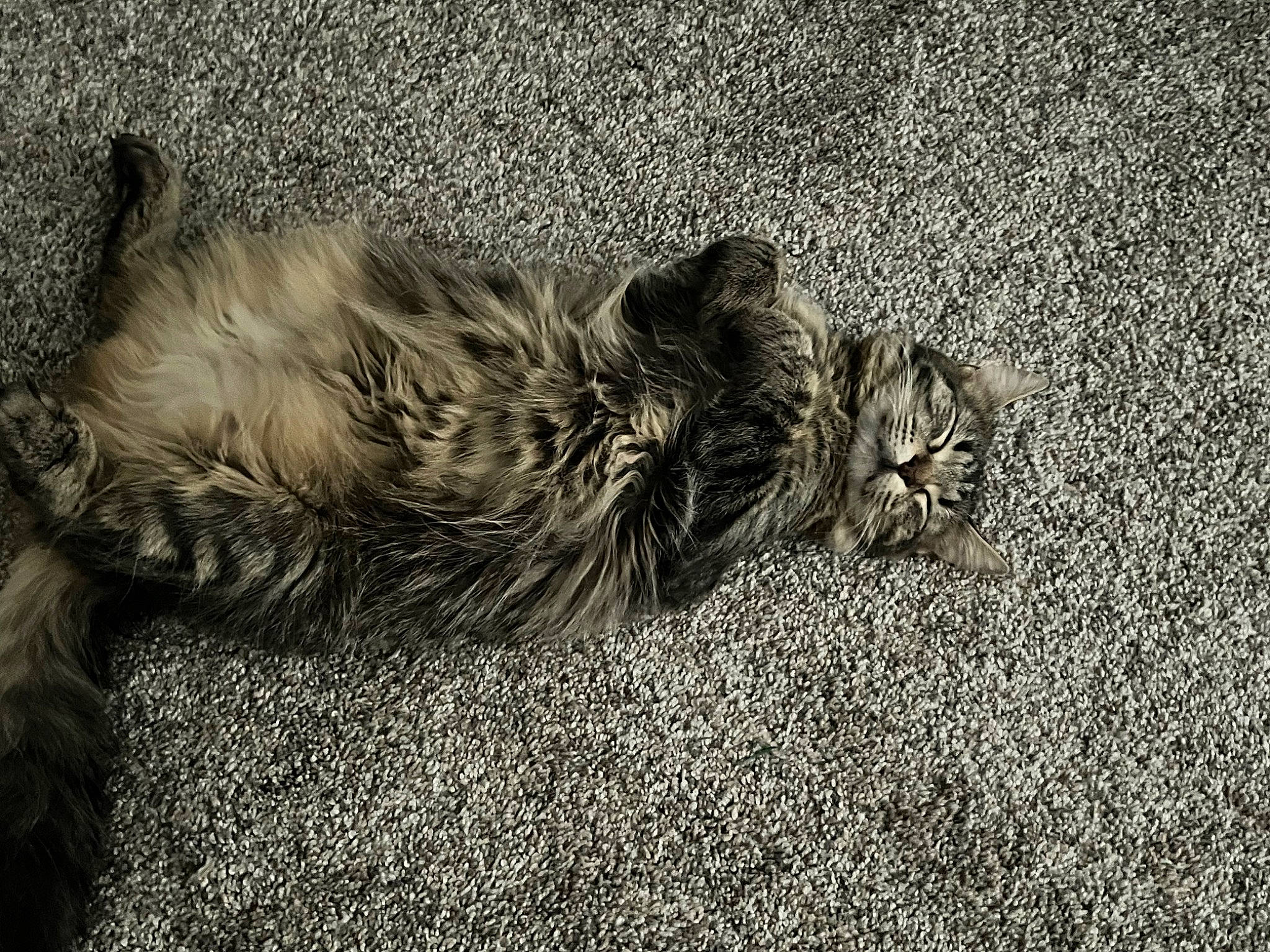 August joined the competition — help win amazing prizes! asphalt, carnivore, cat, domestic_short_haired_cat, felidae, fur, grass, grey, human_leg, mammal, monochrome, monochrome_photography, paw, road_surface, small_to_medium_sized_cats, snout, tail, terrestrial_animal, vertebrate, whiskers