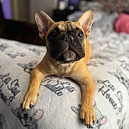 Stella joined the competition — help win amazing prizes! dog, french_bulldog, puppy, bed, blanket, indoor, pet, cute, animal, ears, face, paws, cozy, resting, looking, fur, canine, expression, soft, home