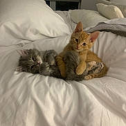 Auggie joined the competition — help win amazing prizes! kitten, cat, bed, white_bedding, cute, fluffy, orange_cat, gray_cat, pets, indoor, resting, cuddling, animal, young_cat, feline, cozy, domestic_animal, sleepy, soft, companions