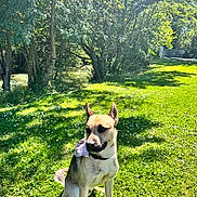 Uki participe au concours pour gagner de l'argent avec cette photo : animal, canine, collar, daylight, dog, flower, grass, greenery, leaf, nature, outdoor, park, peaceful, pet, scenery, shadow, sitting, summer, sunlight, tree